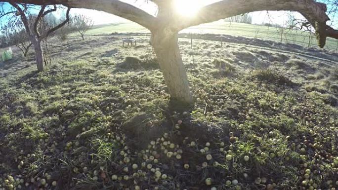 太阳在早晨穿过老苹果树，时间流逝4K