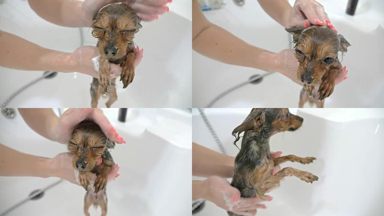 那只梗在浴缸里洗。体积大而白色。狗在街上不断被洗。使用了独家洗发水。洗两只狗，先是短毛，然后是长羊毛