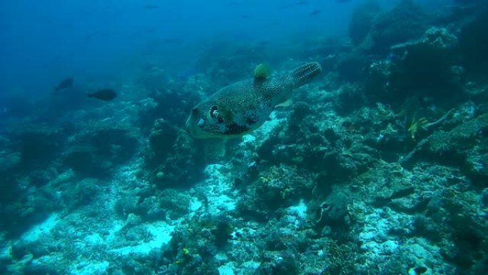 地图河豚-Arothron mappa floats旁边的珊瑚礁，大洋洲，印度尼西亚，东南亚
