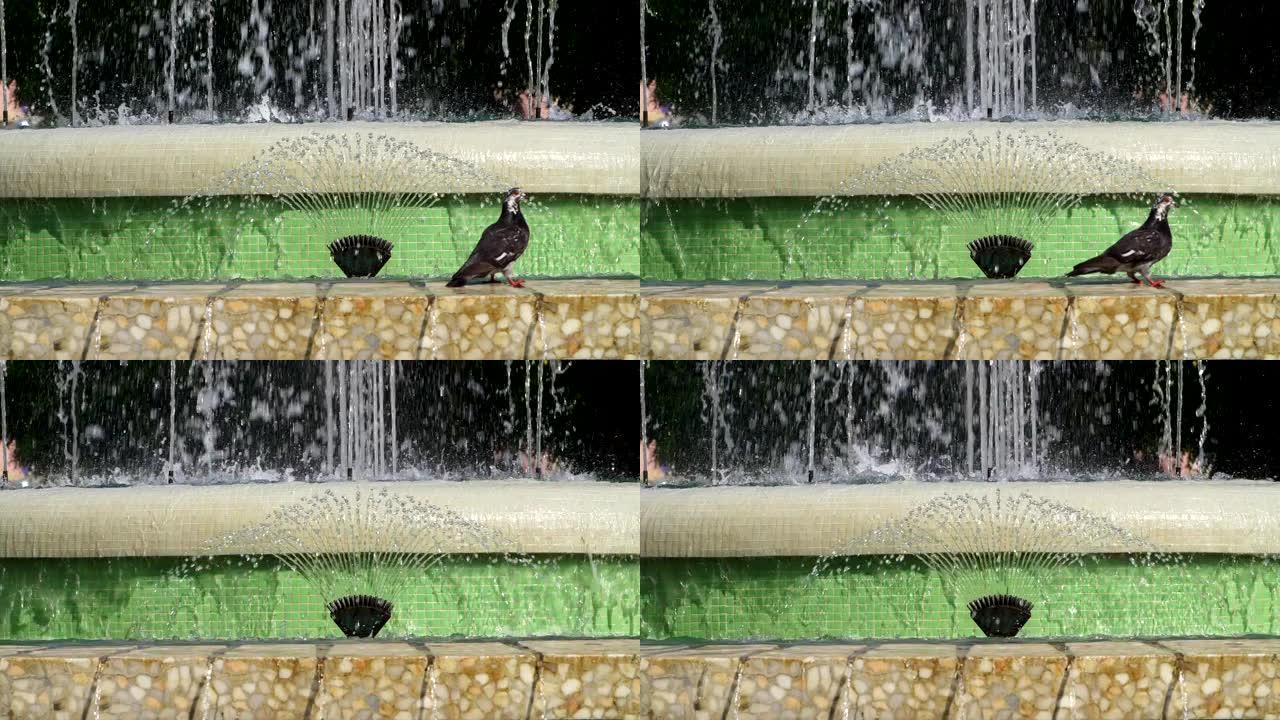 有两只黑鸽的城市喷泉的细节。流动的水的特写镜头。城市场景。公共公园。城市生活