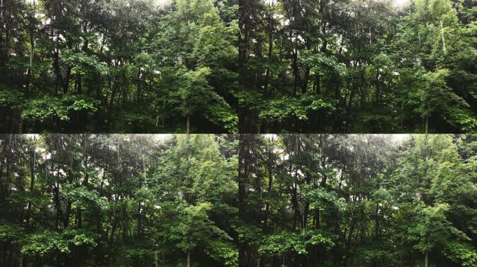 茂密的森林和夏雨