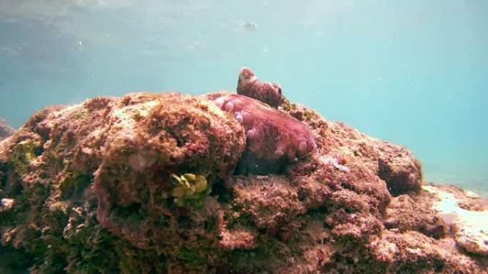 章鱼从他的洞里出来，坐在一块石头上 (仰视)，印度洋，Hikkaduwa，斯里兰卡，南亚