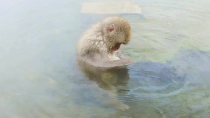 温泉中的日本猕猴或雪猴