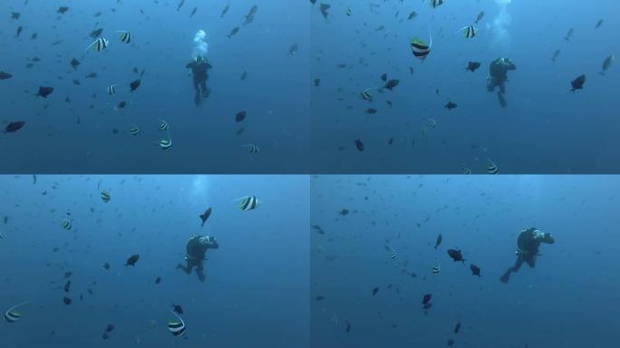 潜水员在蓝色的水中游泳，射杀了旗鱼和金鱼鱼。学校教育旗鱼-Heniochus diphreutes和