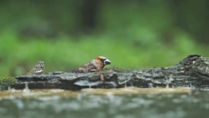 山楂在森林夏雨下吃种子，Coccothraustes coccothraustes