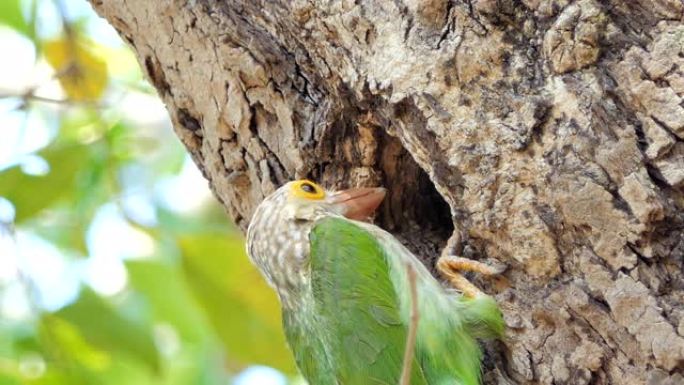 热带雨林中高树巢中的线状巴贝鸟。