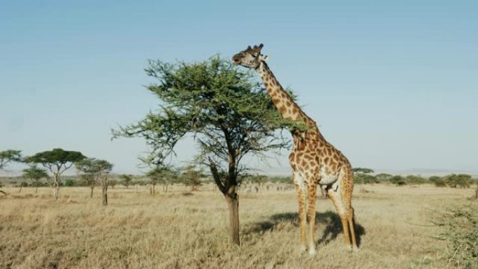 在塞伦盖蒂国家公园，长颈鹿以相思叶为食。