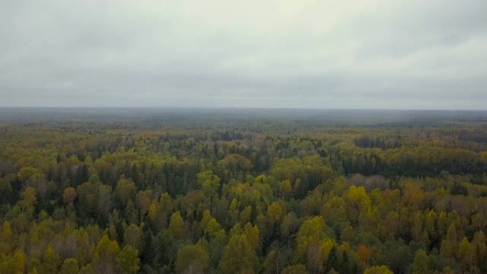 秋季森林路鸟瞰图