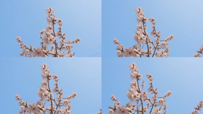 桃花盛开低视角天空背景