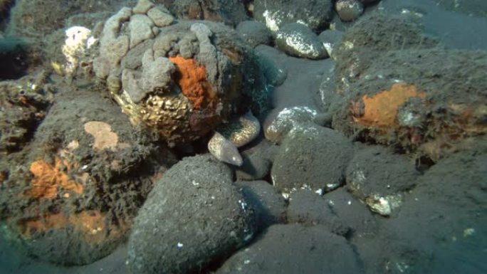 海鳗从海底的石头下望出去。灰脸海鳗-Gymnothorax thyrsoideus，巴厘岛，大洋洲，