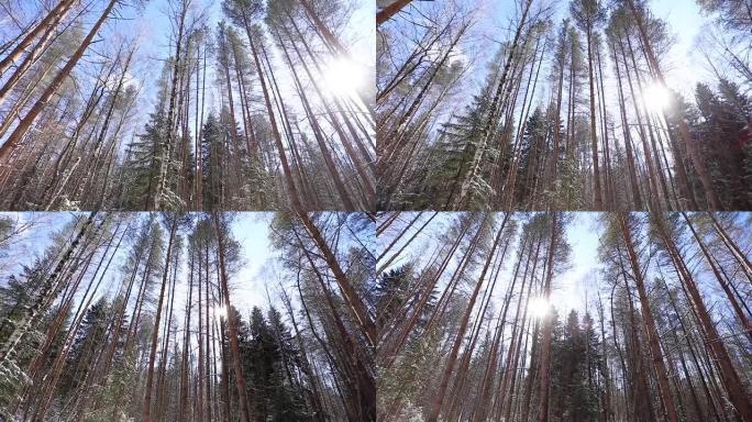 雪在冬天的森林里慢慢落下。雪在阳光下闪闪发光。