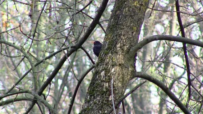 树上常见的黑鸟