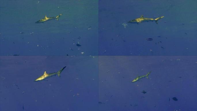 表面下的柔滑鲨鱼，阳光