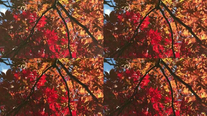4k秋季红橙枫木背景和复制空间