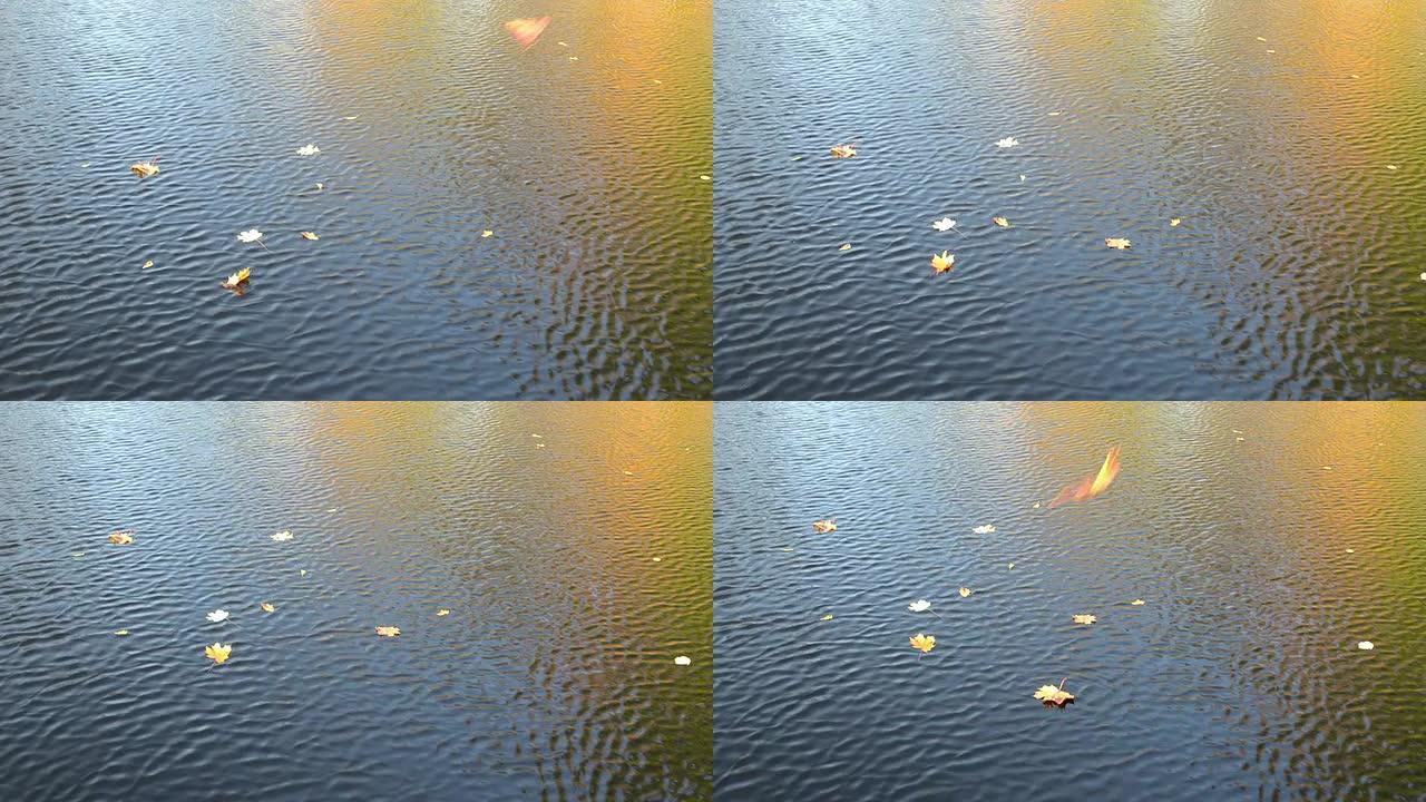 五颜六色的秋叶秋波湖水