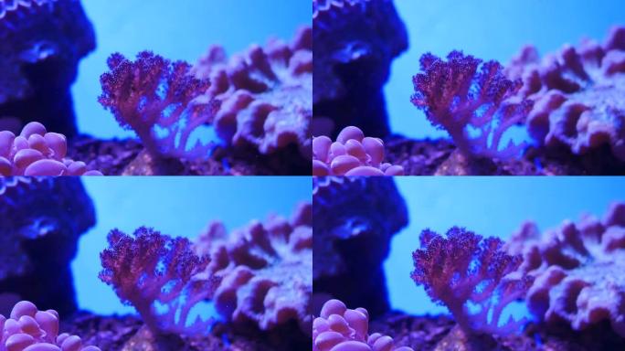 美丽的海底花与珊瑚和鱼的世界。海花在鱼缸里游动。