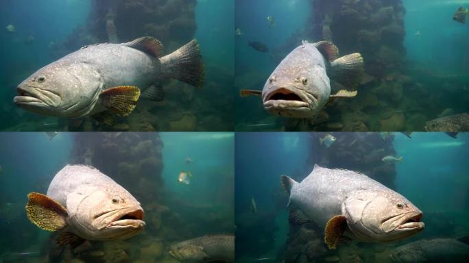 水族馆中的许多鱼类，咸水鱼