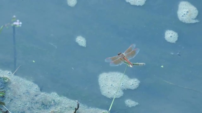 蜻蜓在草地上休息