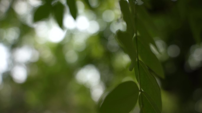 夏天唯美意境绿意盎然树叶吹动朦胧