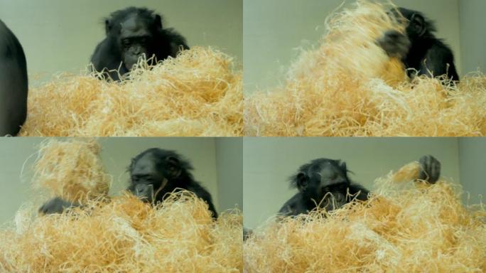 倭黑猩猩被干草包围