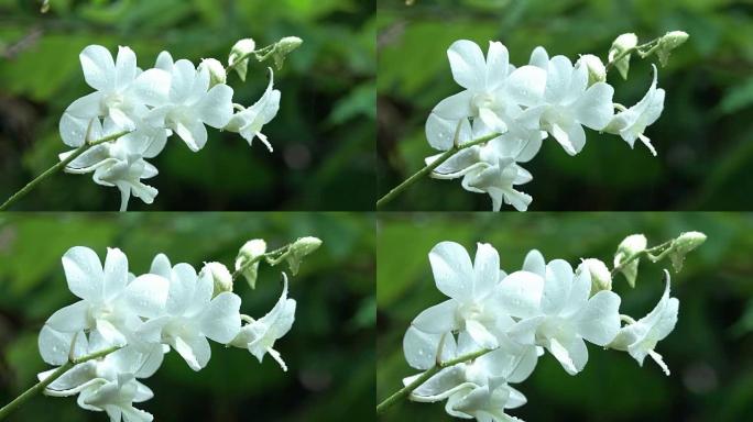 雨中的白色兰花花