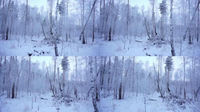 冬季森林。西伯利亚针叶林