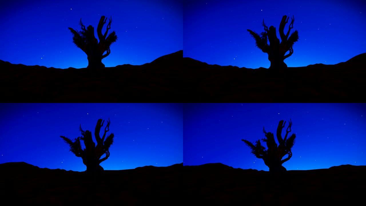 沙漠中的死树，面对星空，4K