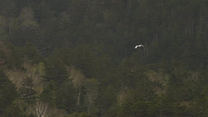千岛群岛的日本鹤