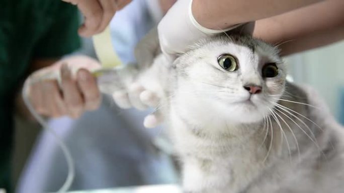 手术前的一只漂亮的猫