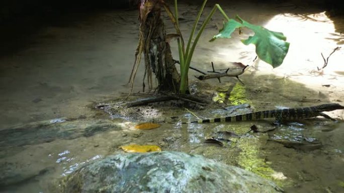婴儿水监控蜥蜴是一种大型varanid蜥蜴，原产于南亚和东南亚