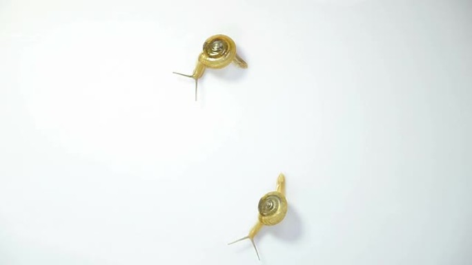 一只蜗牛远离另一只蜗牛