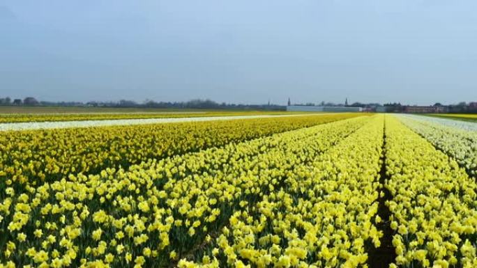 荷兰的春天花田
