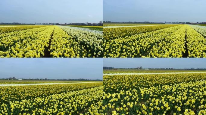 荷兰的春天花田
