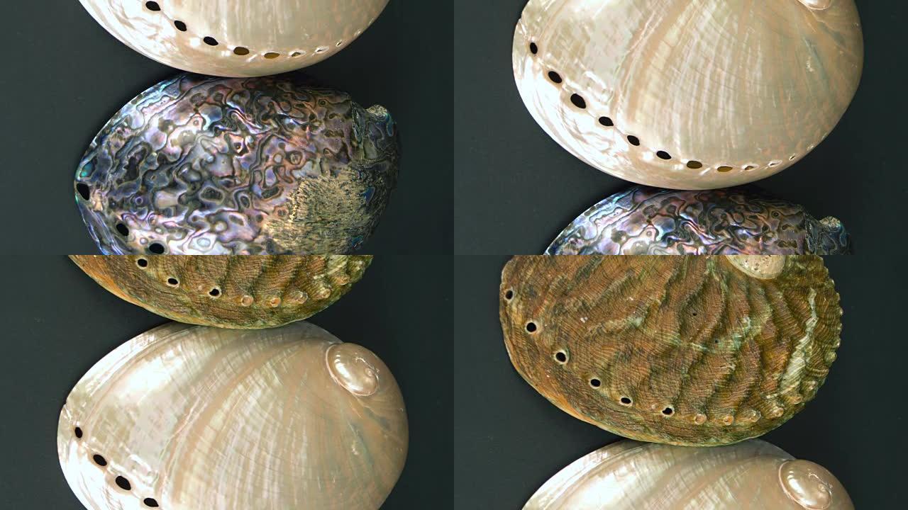 鲍鱼壳的细节。