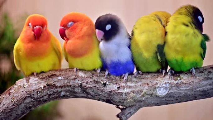 特写慢动作组五颜六色的爱鸟睡在木棍上。