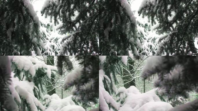 雪杉，降雪特写，圣诞节造型