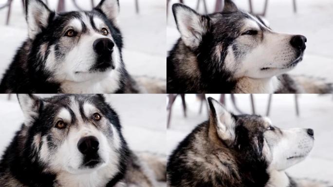 户外犬种阿拉斯加雪橇犬
