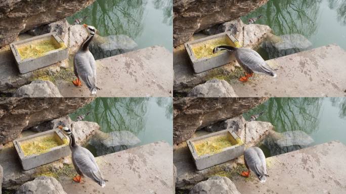 鸭子在岸边吃饲料斑头雁特写