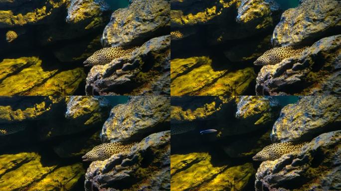 豹海鳗或龙海鳗张开嘴躲在岩石裂隙中