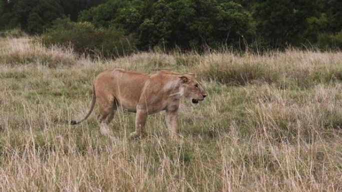 非洲狮子，豹狮子座，女性行走特霍夫萨凡纳，肯尼亚马赛马拉公园，慢动作