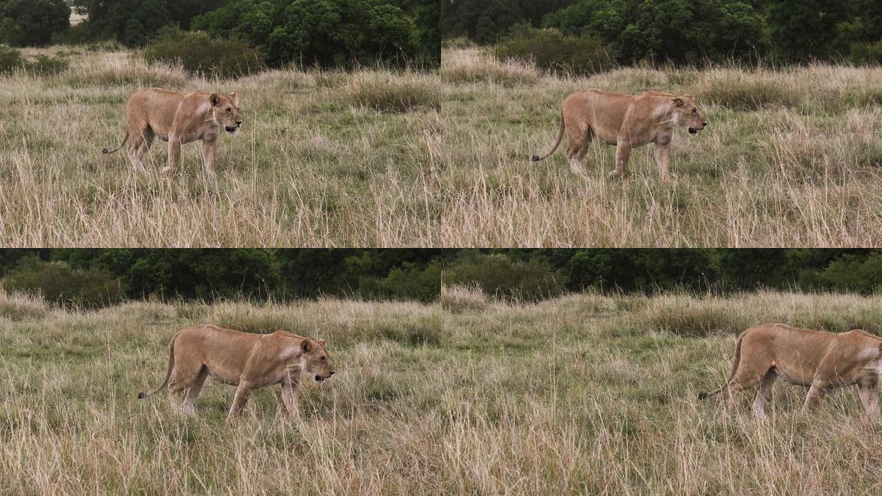非洲狮子，豹狮子座，女性行走特霍夫萨凡纳，肯尼亚马赛马拉公园，慢动作