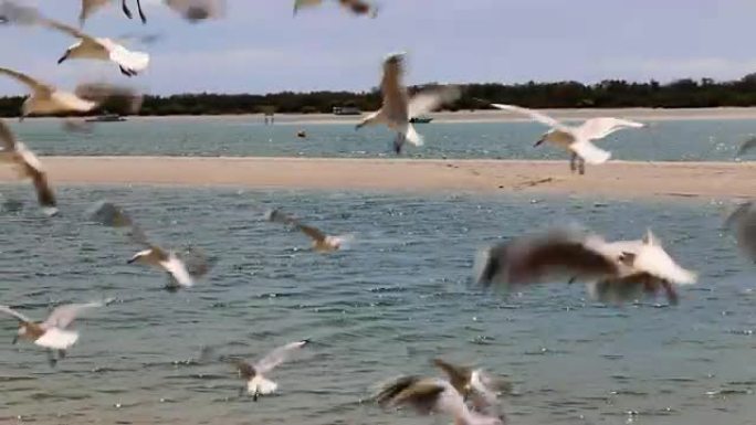 海鸥从沙洲飞向相机并喂食