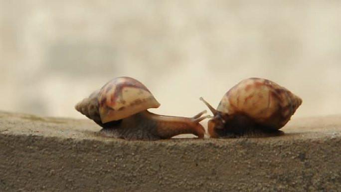 蜗牛的两个会议