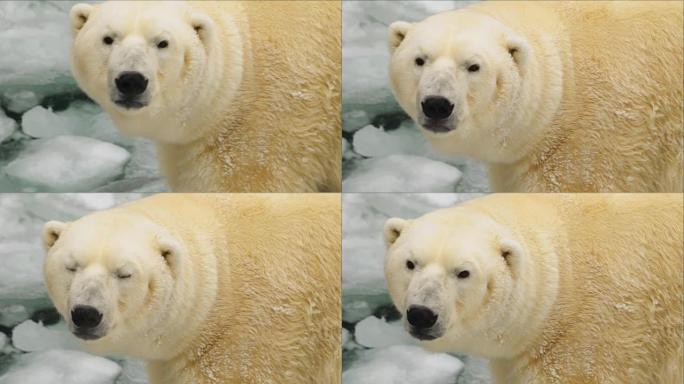 冬天动物园里的白熊肖像