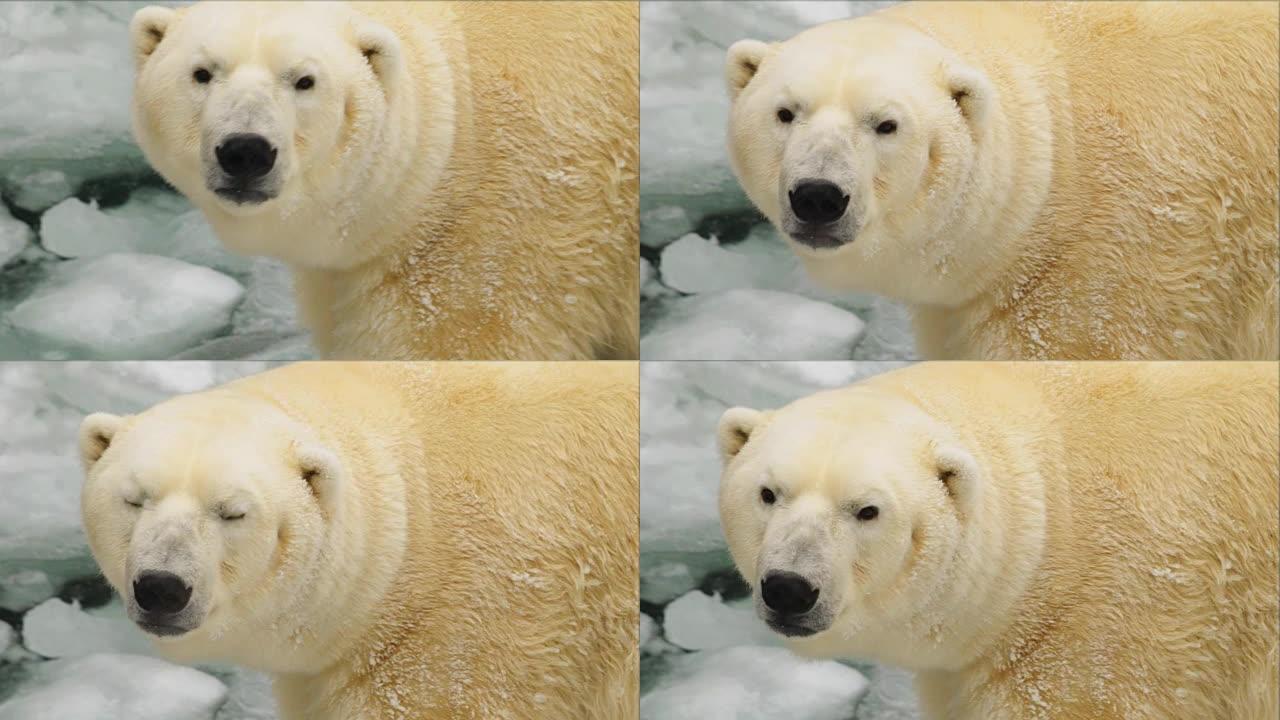 冬天动物园里的白熊肖像
