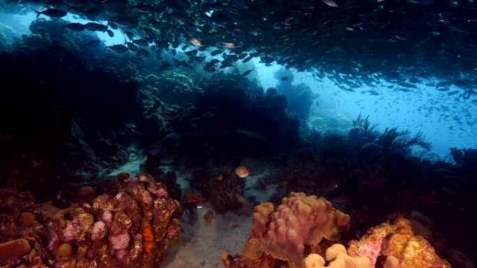 潜水地点普拉亚格兰迪 (Playa Grandi) 库拉索岛附近加勒比海珊瑚礁中的诱饵球