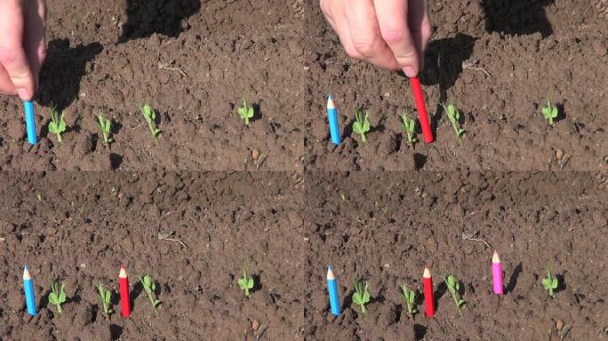 彩色铅笔在土壤中的育苗概念