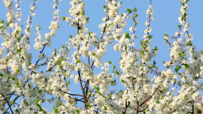 樱桃枝上有白色的花朵和新的细小的绿色叶子，在蓝天背景上的春风中挥舞着。