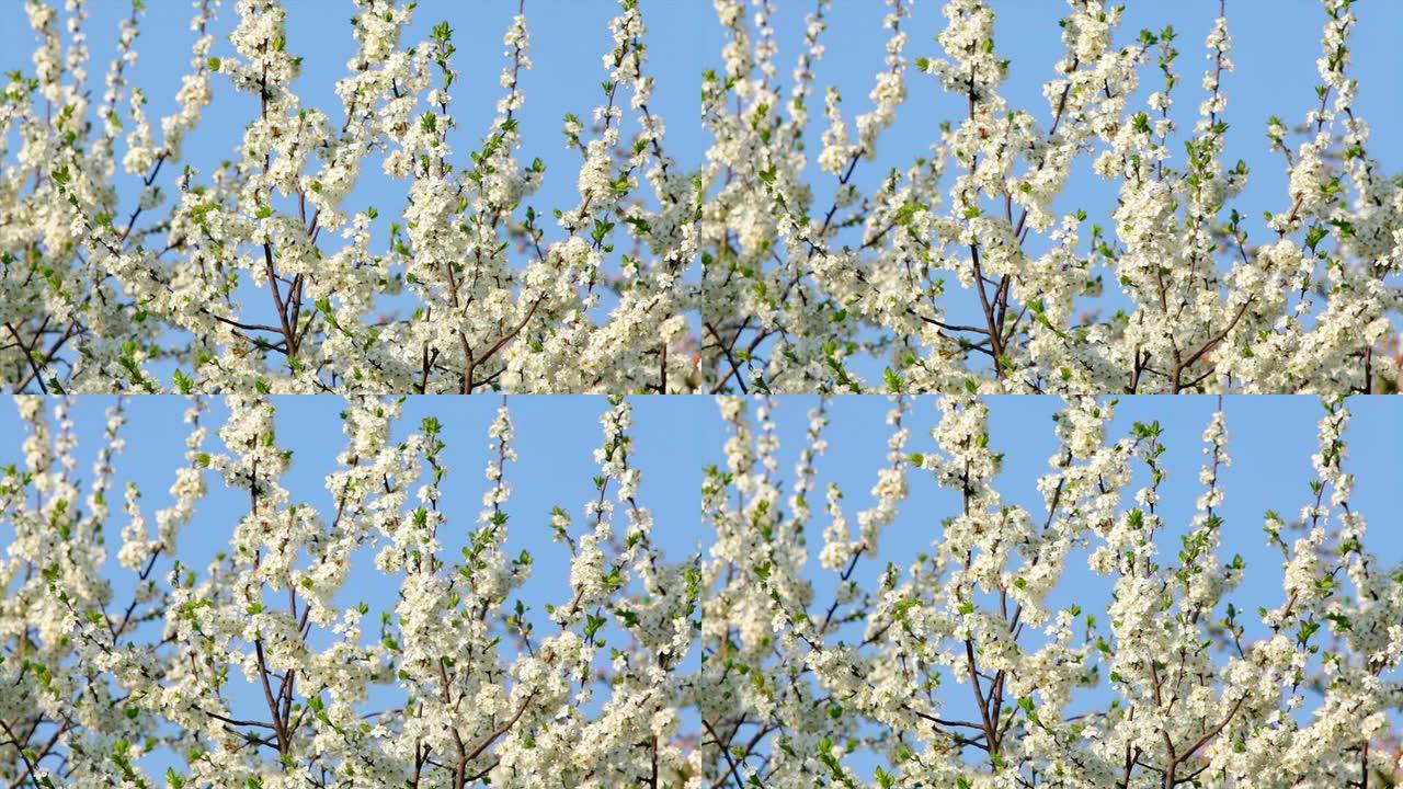 樱桃枝上有白色的花朵和新的细小的绿色叶子，在蓝天背景上的春风中挥舞着。
