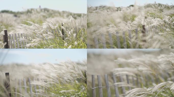 狗尾巴草实景静物视频素材